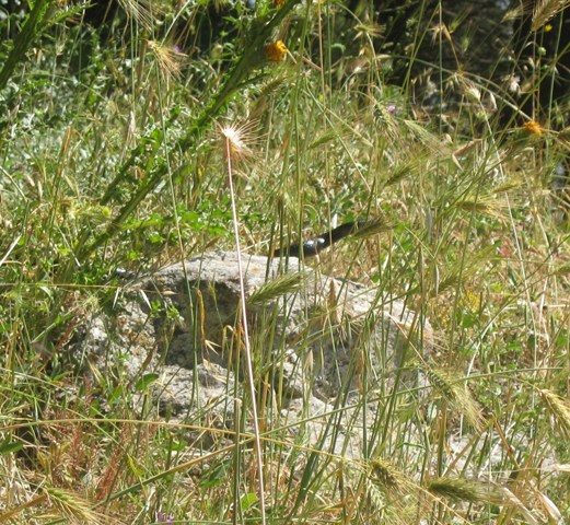 Serpente scuro... (Hierophis viridiflavus)